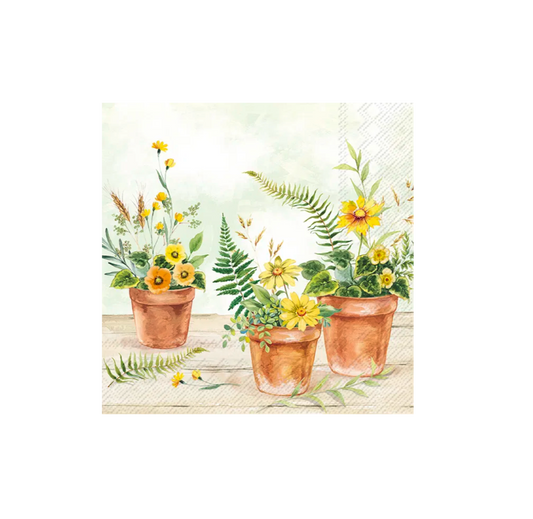 Servetter plants in pots